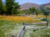 Coyote Canyon, San Luis Obispo