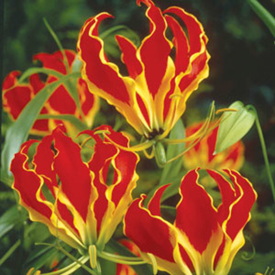 loriosa-rothschildiana-red-climbing-lily-pots-too
